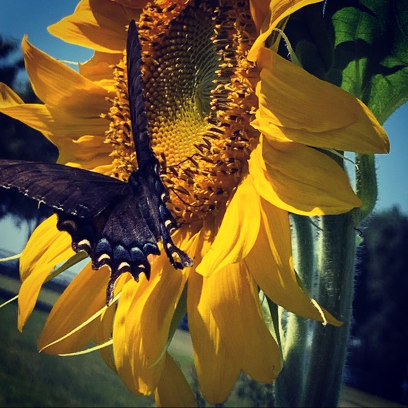 Meet your Posher, Janine - Picture 7 of 14